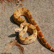 red tail boa